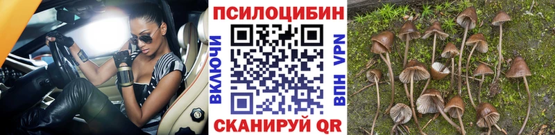 Псилоцибиновые грибы прущие грибы  Купить  Курильск 